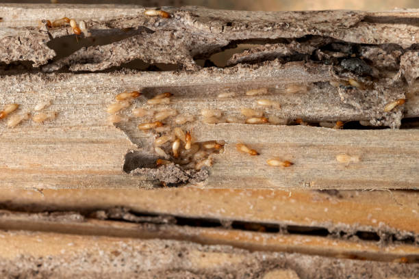Pest Control for Restaurants in Bristol, WI